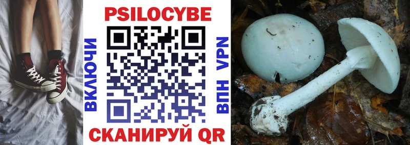 хочу наркоту  Ржев  Галлюциногенные грибы Psilocybine cubensis 